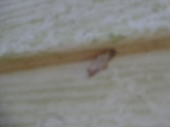 Hypomecis umbrosaria