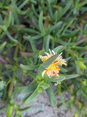 Carpobrotus edulis