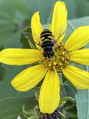 Eristalis transversa