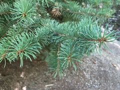 Pinaceae