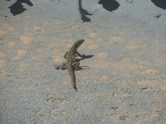 Aspidoscelis sexlineatus
