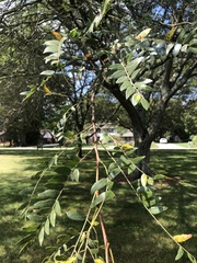 Gleditsia triacanthos