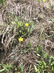 Ranunculus flammula