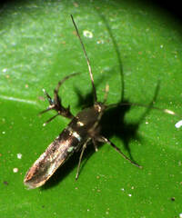 Heliodinidae