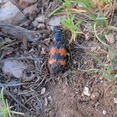Nicrophorus investigator