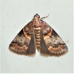 Acrobasis angusella