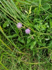 Cirsium arvense