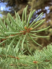 Pinaceae
