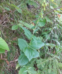 Epipactis