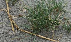 Puccinellia intermedia