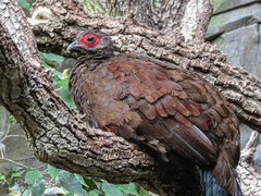 Edwards's Pheasant photo 4