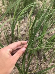 Sporobolus michauxianus