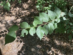 Ulmus pumila