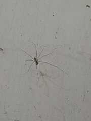 Crossopriza lyoni