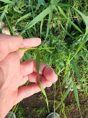 Lolium multiflorum