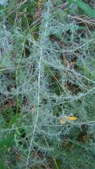 Artemisia santonicum