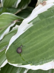 Trochulus striolatus