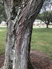 Gleditsia triacanthos