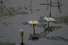 Nymphaea alba