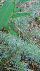 Artemisia santonicum