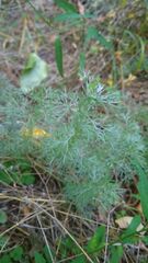 Artemisia santonicum