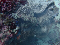 Scorpaenidae