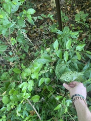 Persicaria virginiana