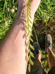 Lolium multiflorum