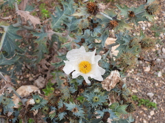 Argemone albiflora