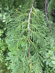 Cupressus nootkatensis