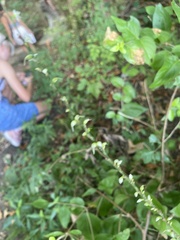 Persicaria virginiana