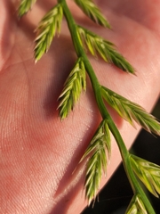 Lolium multiflorum