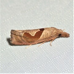 Pelochrista similiana