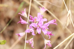 Allium acuminatum