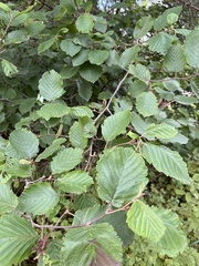 Alnus incana