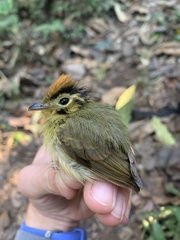 Platyrinchus coronatus