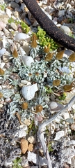 Gnaphalieae