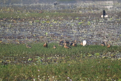 Dendrocygna javanica