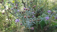 Centaurea jacea
