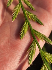 Lolium multiflorum