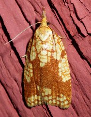 Cenopis ferreana
