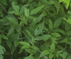 Desmodium paniculatum