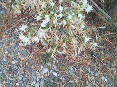 Pancratium maritimum