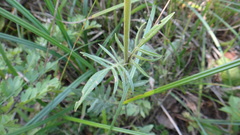 Knautia arvensis