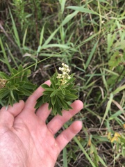 Spiraea alba