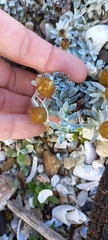 Gnaphalieae
