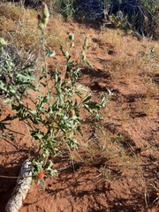 Sphaeralcea grossulariifolia