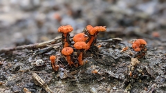 Cantharellus cinnabarinus