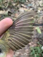 Platyrinchus coronatus
