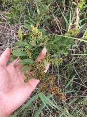 Spiraea alba